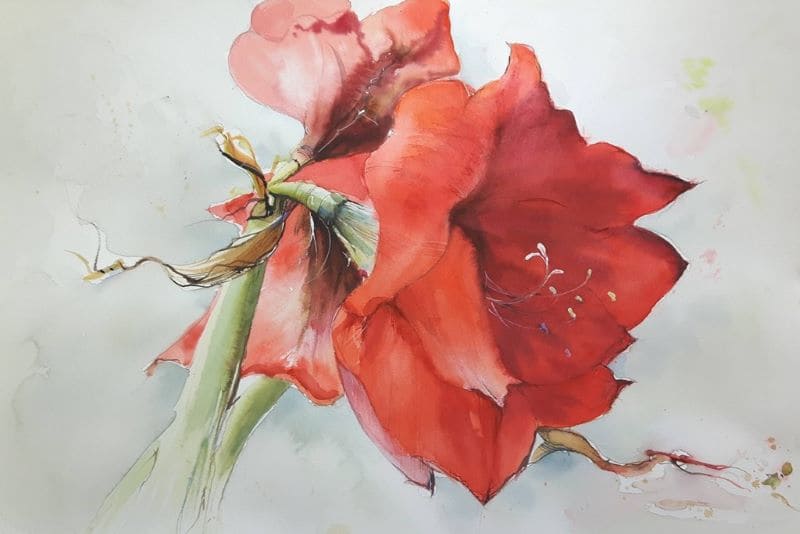 rote Blüte